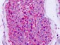 NPFF2 / NPFFR2 Antibody (C-Terminus)